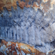 The fossilized carapace of Arthropleura.